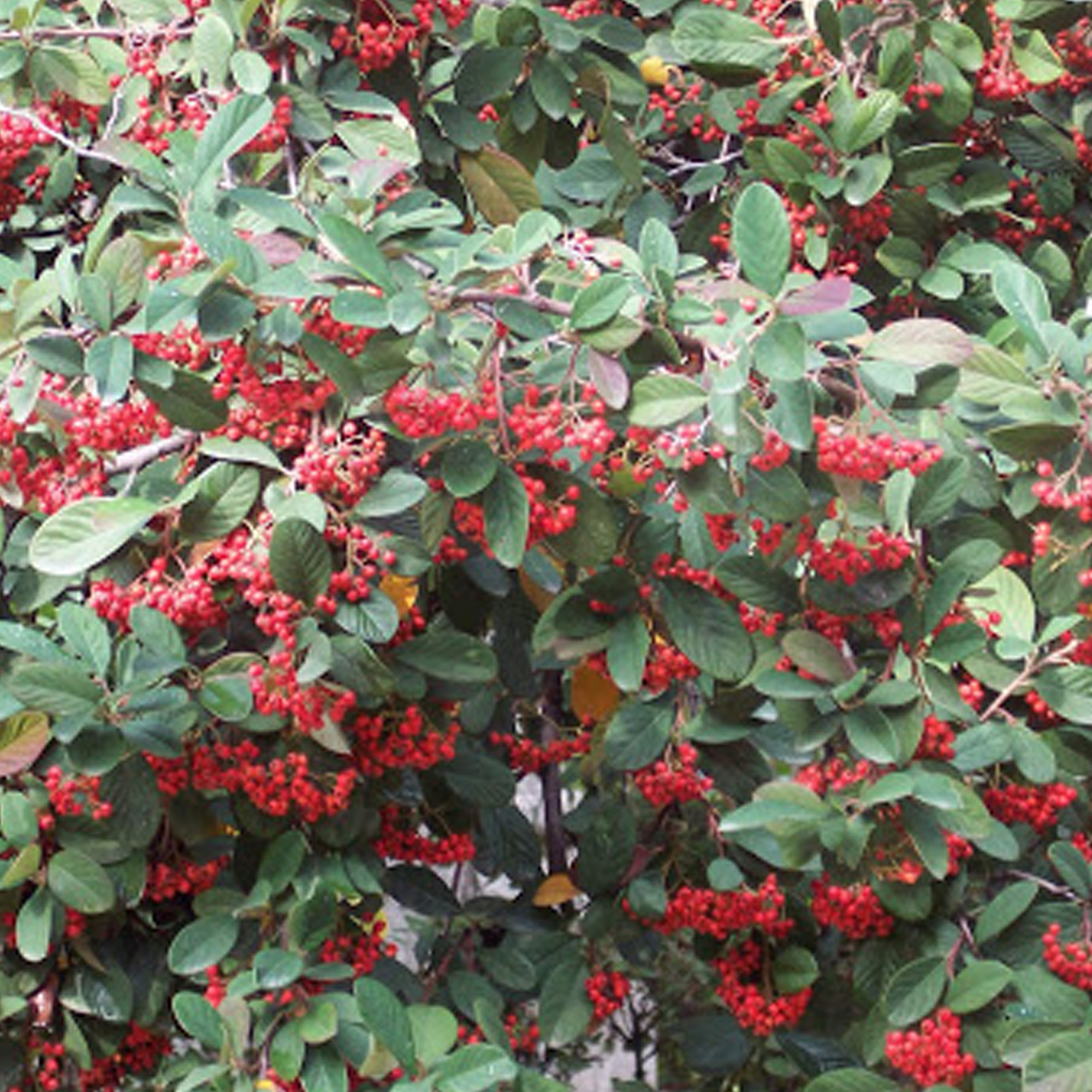 Red Berried Cotoneaster Cornubia Evergreen Potted Bushy Garden Shrub red-berried-cotoneaster-cornubia-evergreen-potted-bushy-garden-shrub